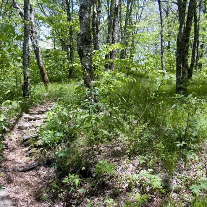 Near Craggy Gardens Near Craggy Gardens