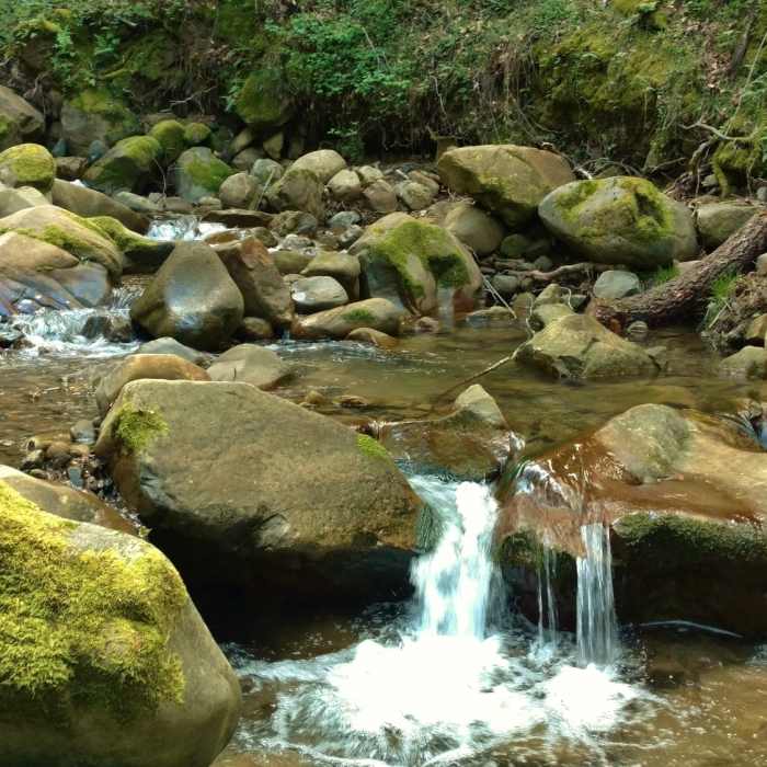 Near Uvas Creek Trail