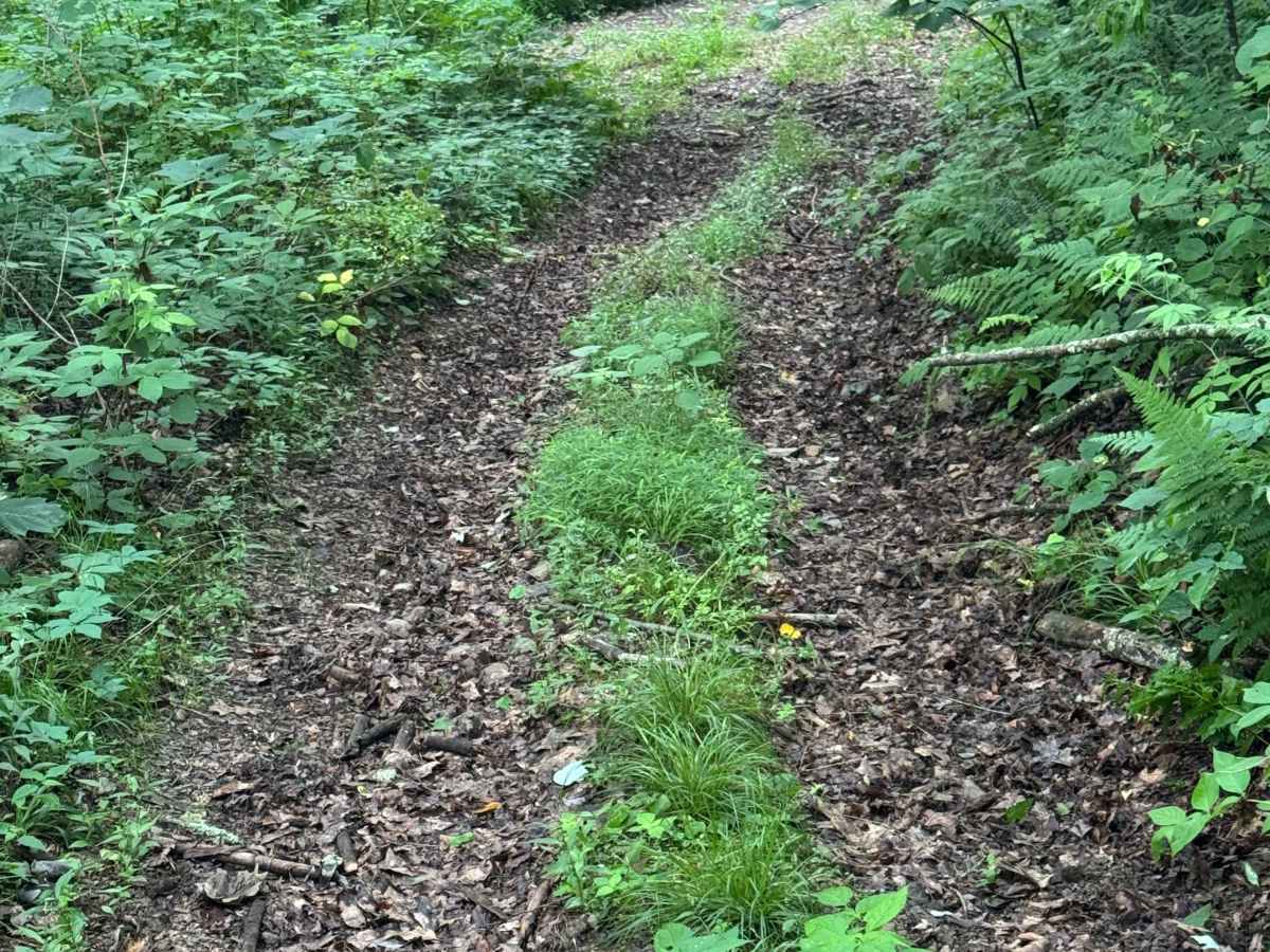 Trail 71 photo 6