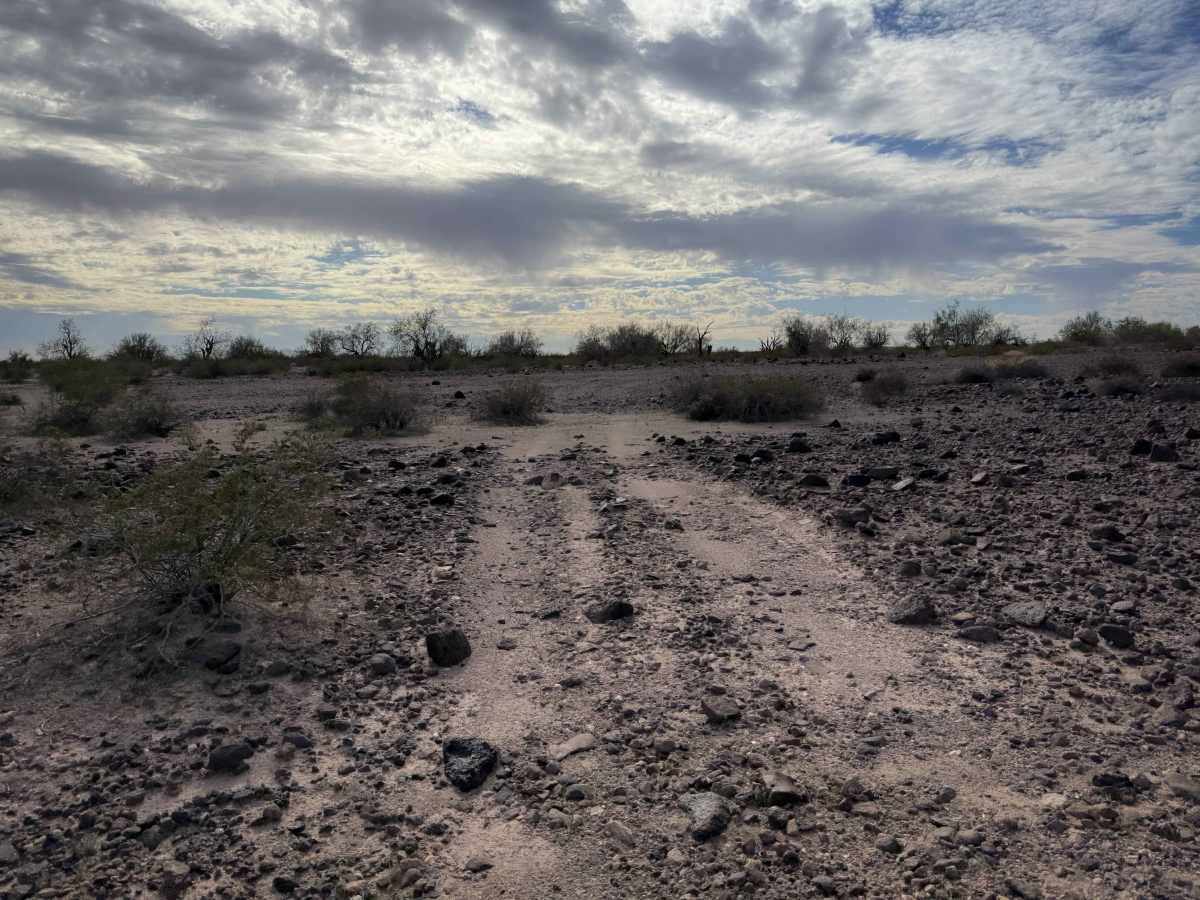 Sonoran Spur  photo 3