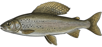 Arctic grayling