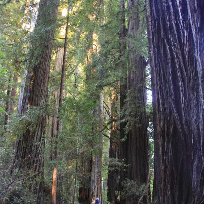 Near Stout Memorial Grove