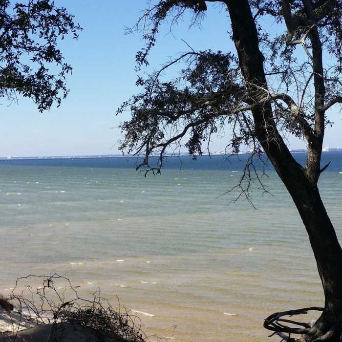 Tree with a rope swing on the bay - stop for a swim! Near Naval Live Oaks Loop