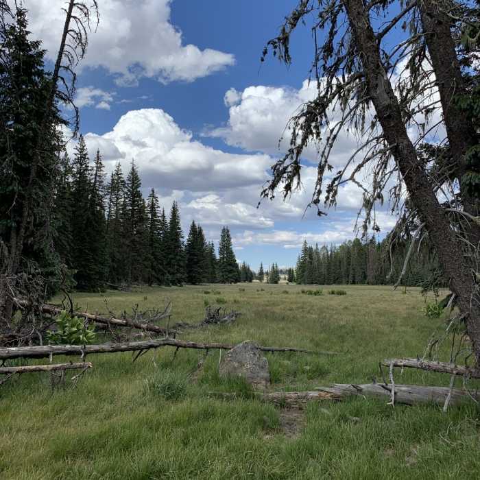 Near Mt Baldy Crossover Trail #604