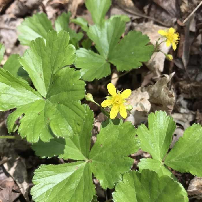 Near Robert Frost Trail