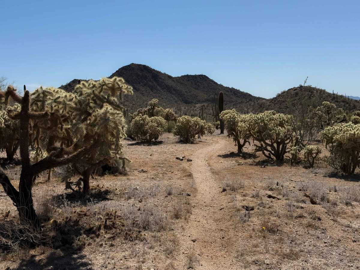 Bh1278 Singletrack  trail photo