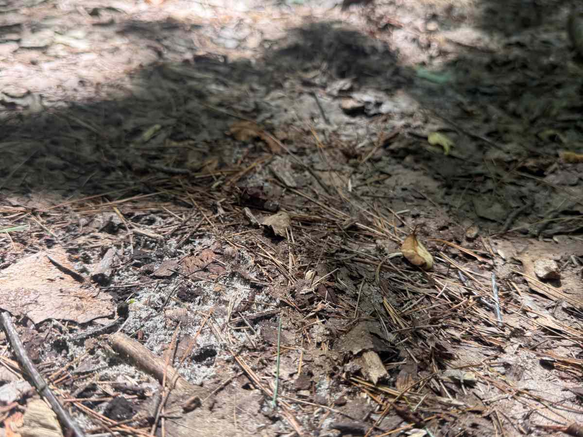 3CT Trail photo 2