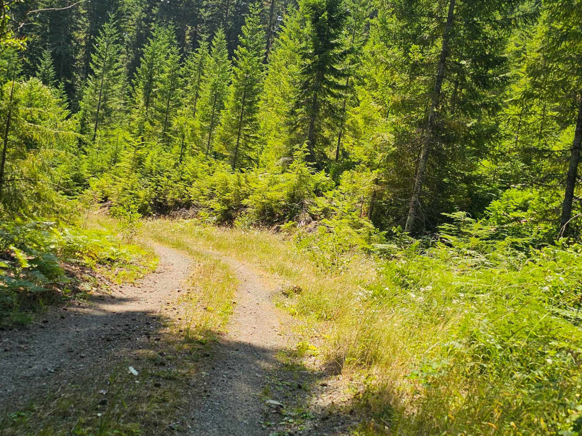 Marten trail photo