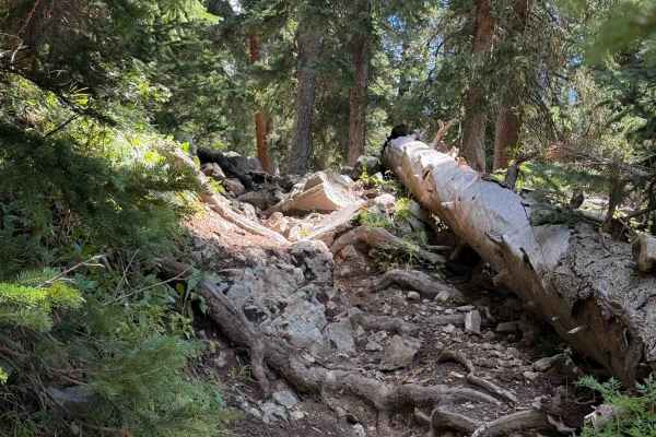 Priest Gulch - Trail 645 