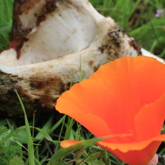 Near Springhill to Lafayette Ridge to Briones Crest to Sunrise to Buckeye