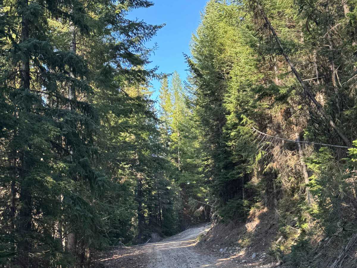 White Mountain Trail photo 4