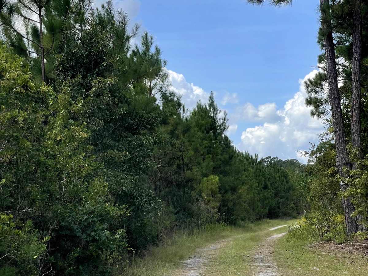 Lewis Swamp Road photo 4