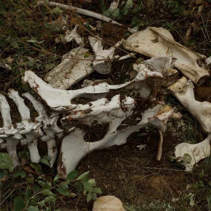Remains of a Buffalo along the Wind Cave Canyon Trail. Near Wind Cave Canyon Trail