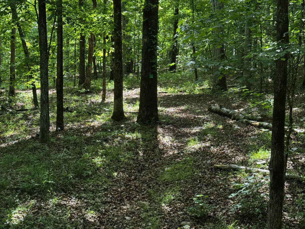 Hillside 69  photo 2
