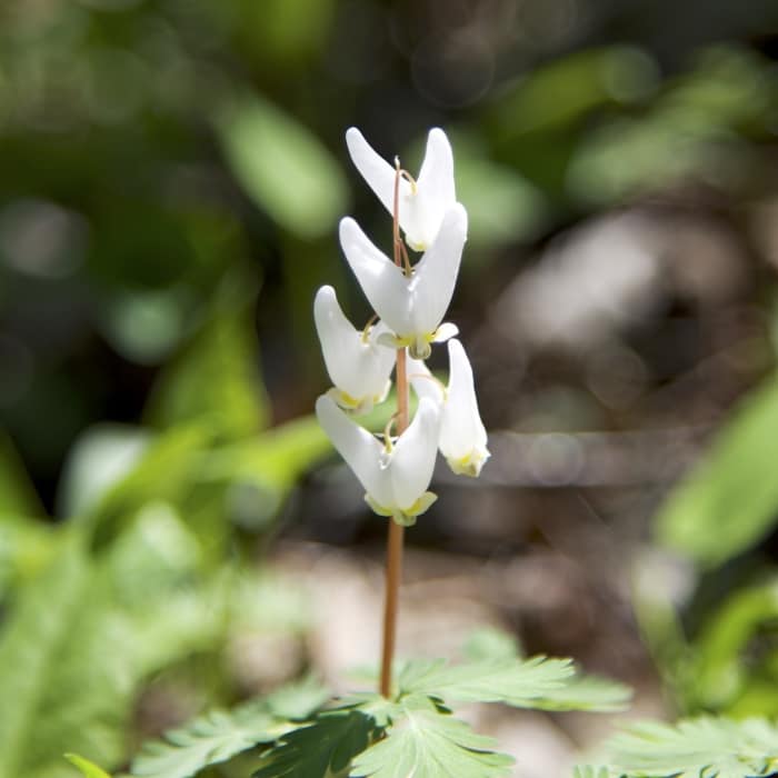 Near Heron Rookery Trail