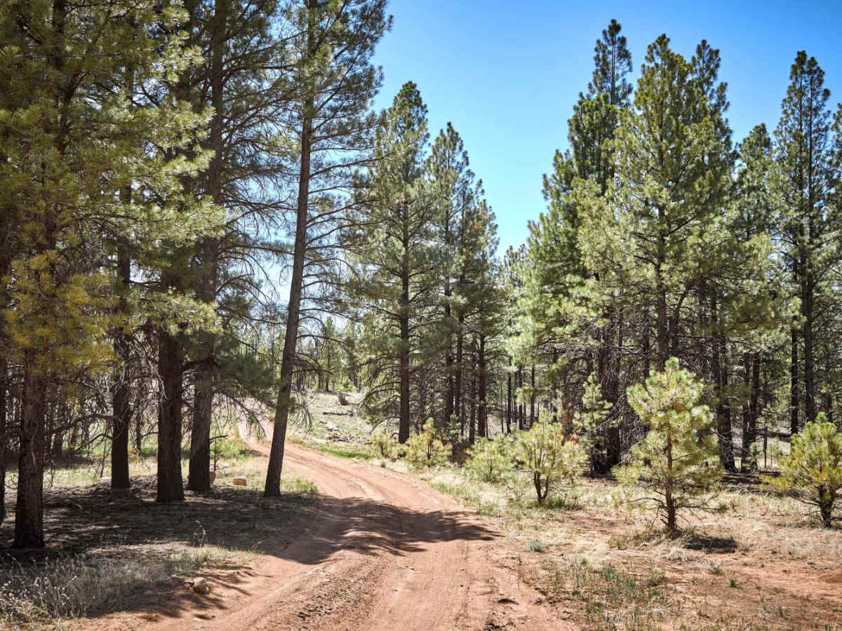 Winding Ponderosa Way photo 3