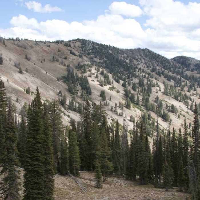 Near Alturas Lake Creek to Mattingly Divide Near Alturas Lake Creek to Mattingly Divide