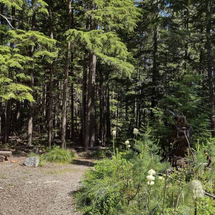 Heading out, into the beautiful conifer forest. Bear grass and other wildflowers starting to bloom on a perfect first day of summer. Navigation Trail southern trailhead. Near Plowboy Mountain Navigation Loop