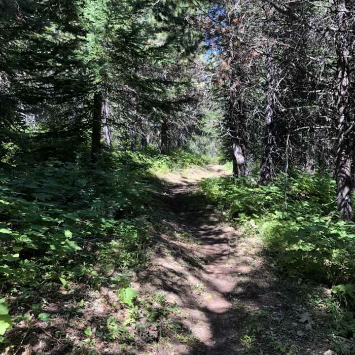 Near Buck Mountain Trail - mid trail access