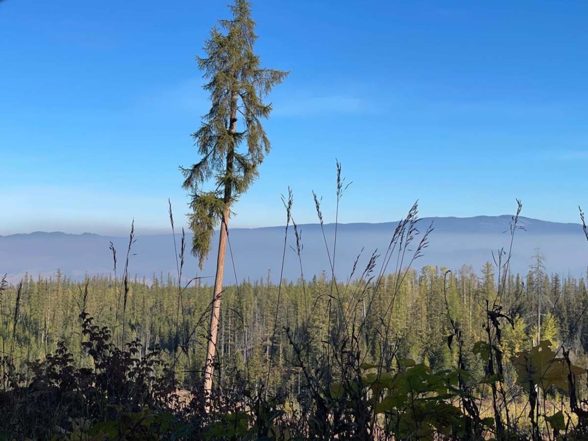 Brewer to Cresent FSR trail photo