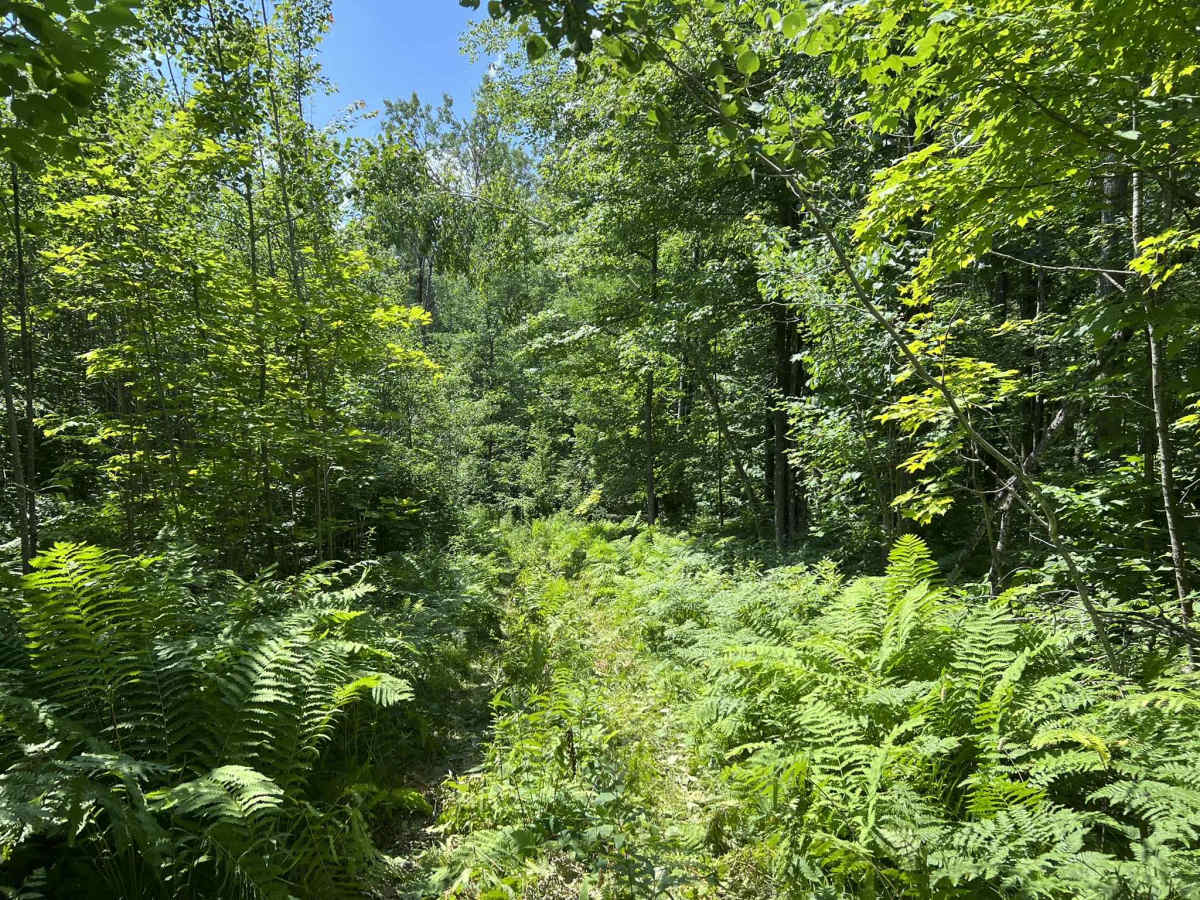 Forest County ATV/ SxS 8 Mile Loop Trail 1 Bypass photo 3