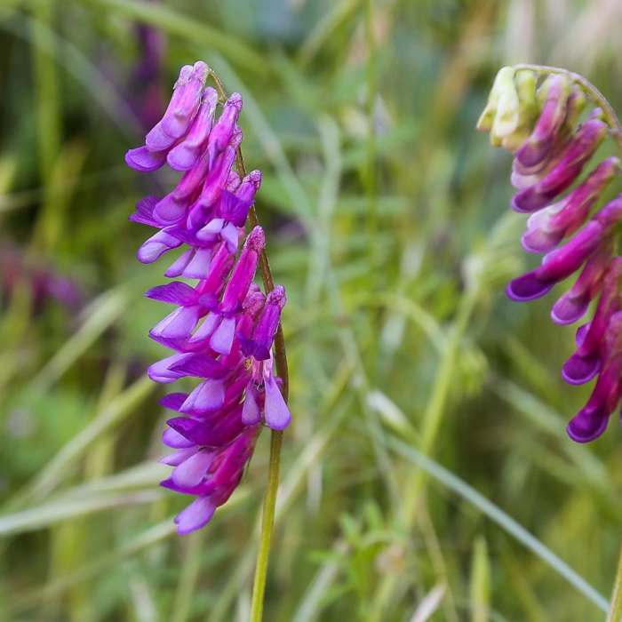 Near Lupine Loop Trail