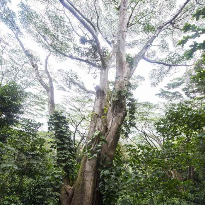 Near MAnoa Falls Hike
