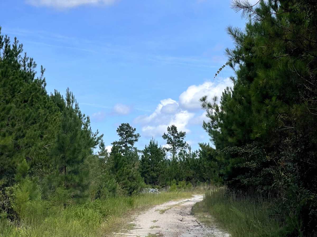 Briar Patch Road photo 5