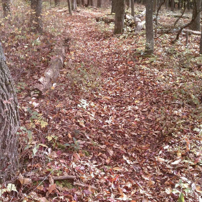 Near Shingletown Loop