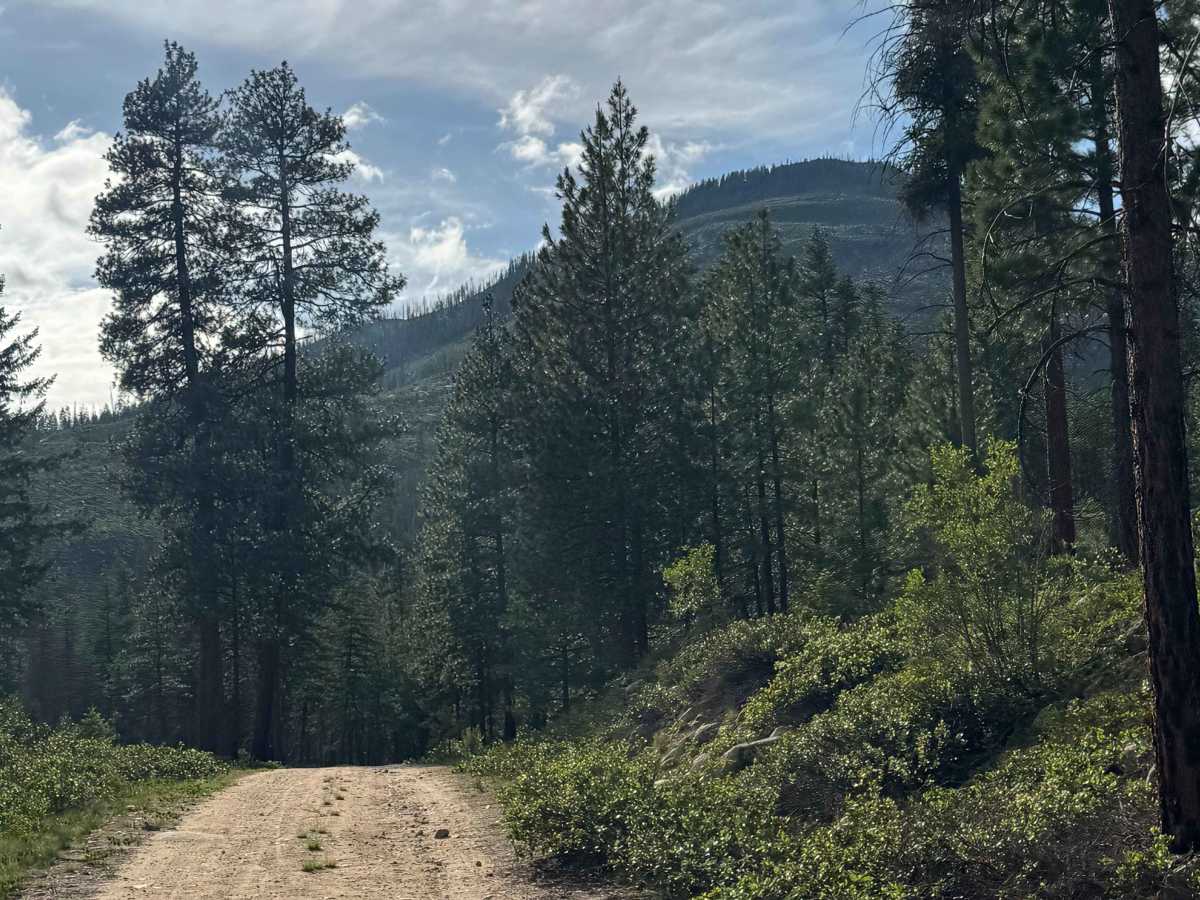 Lake Creek Road - FS 5160-100 photo 3