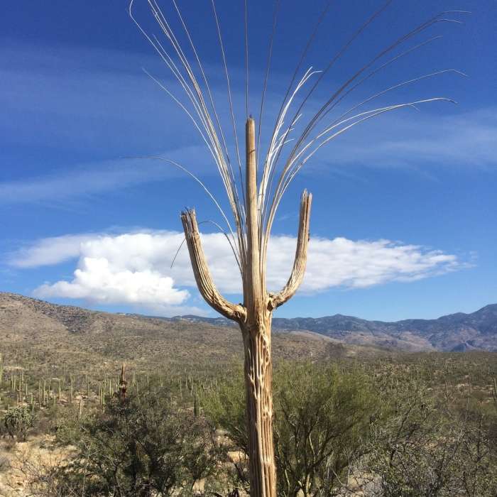 Saguaro NP, AZ. Near Quilter Trail