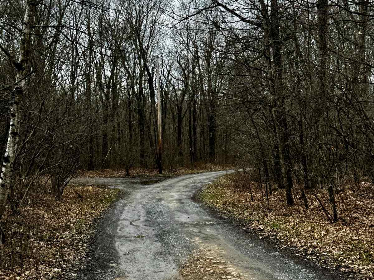 Bear Creek Forest Road photo 3