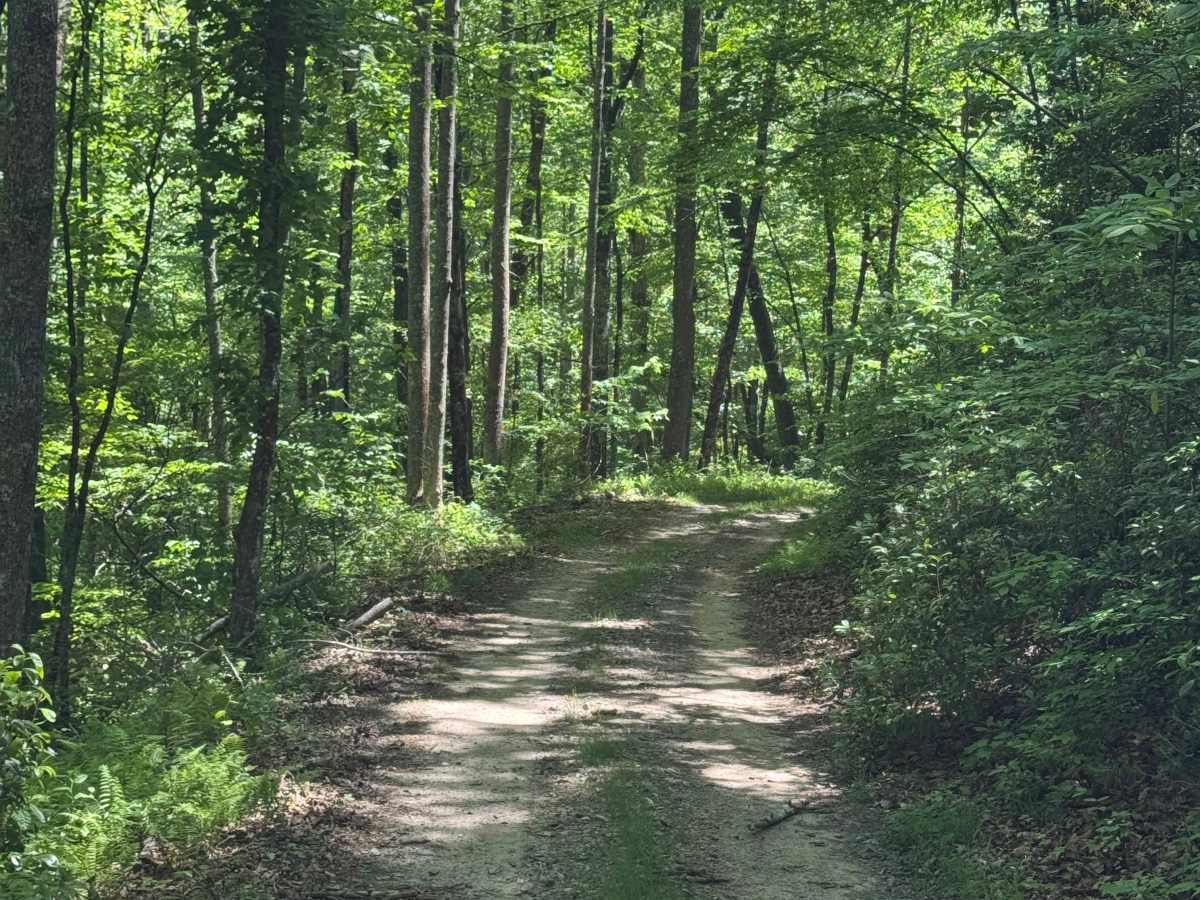 Laurel Branch - FS 322 photo 6