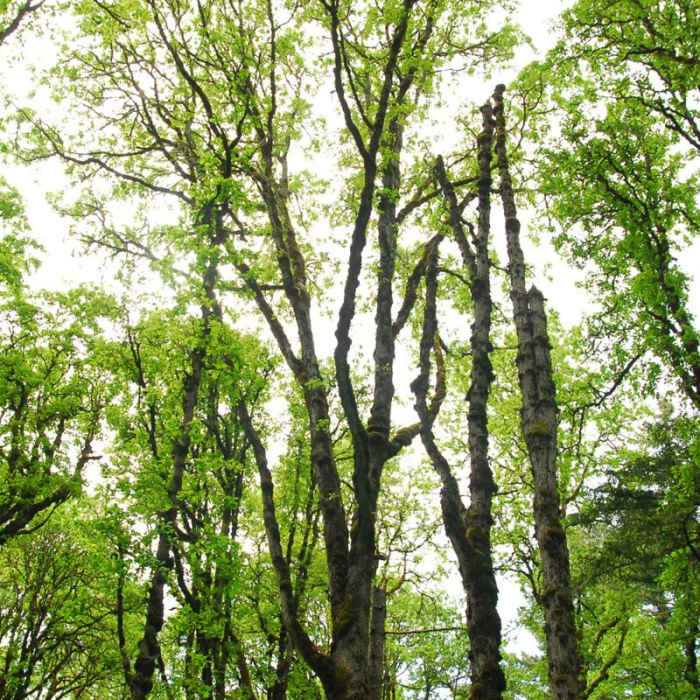 Near Tualatin Hills Nature Park Loop Trail