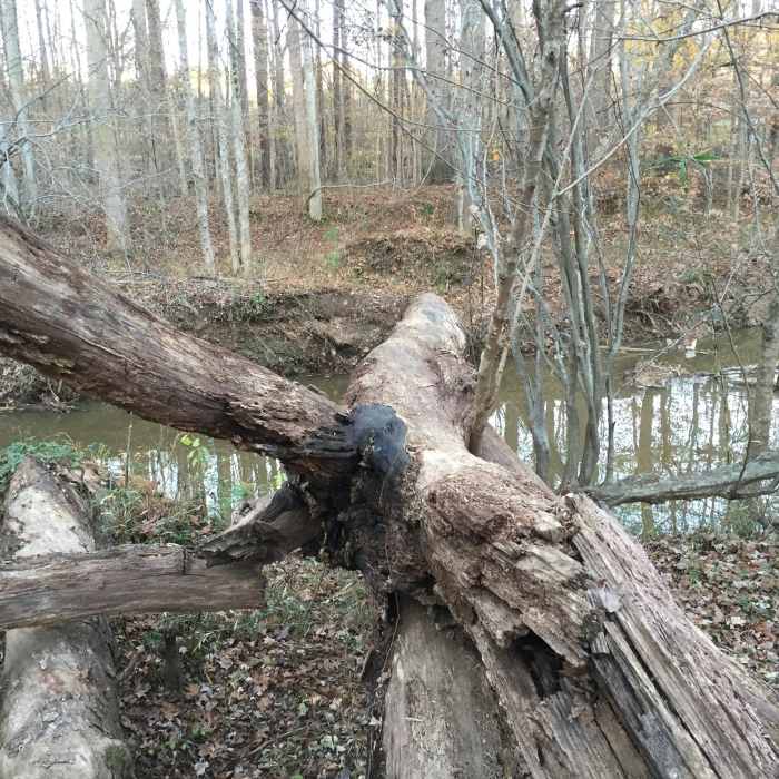 Near North Turkey Creek Multiuse Trail