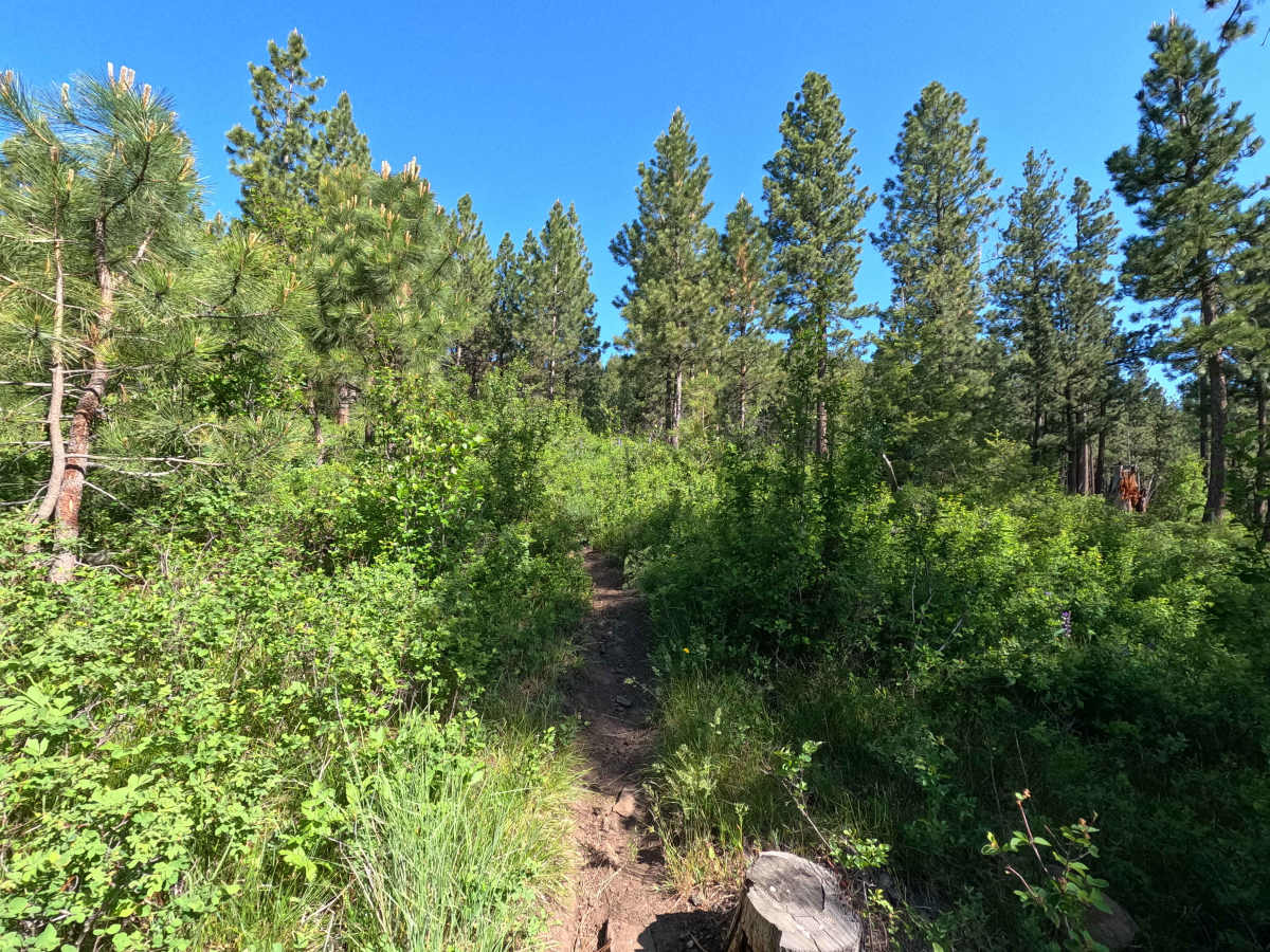 Fence Line - Trail 317 photo 4