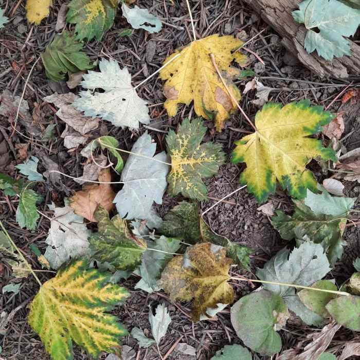 Near Apex + Enchanted Forest Loop