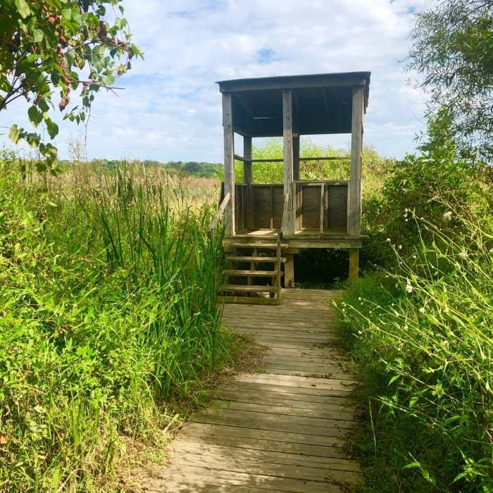 Near Great Blue Heron Trail