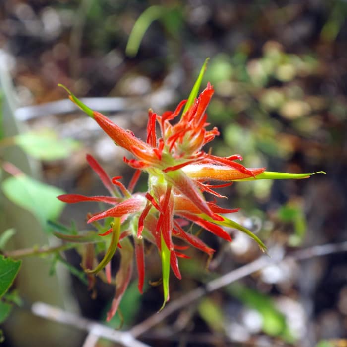 Near Mosca Pass Trail