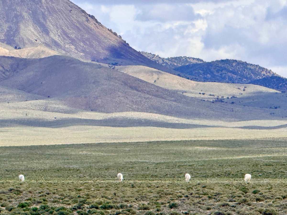 North Rye Patch photo 3