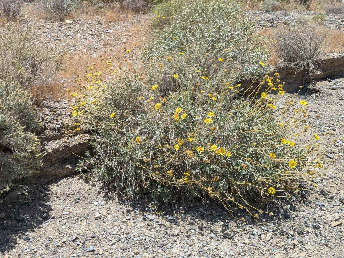Mesquite Canyon South photo 4