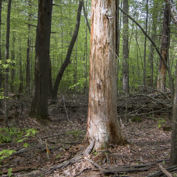 Near Chatfield Trail