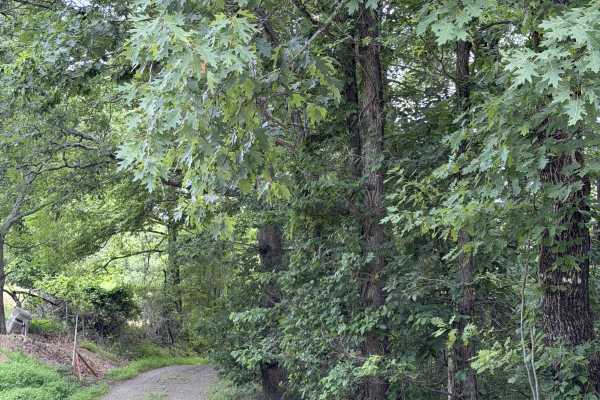 Round about camp trail