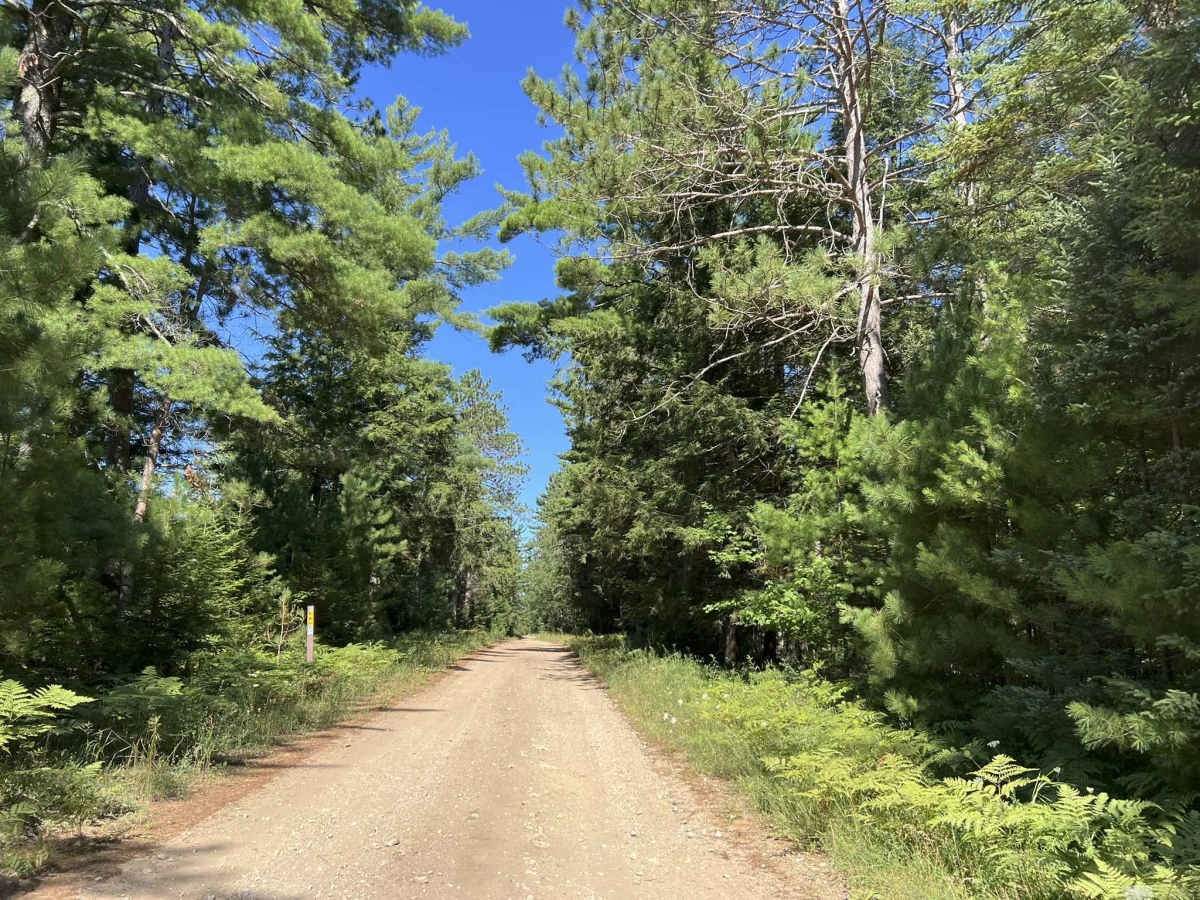 Fir - Forest Road 14570 trail photo