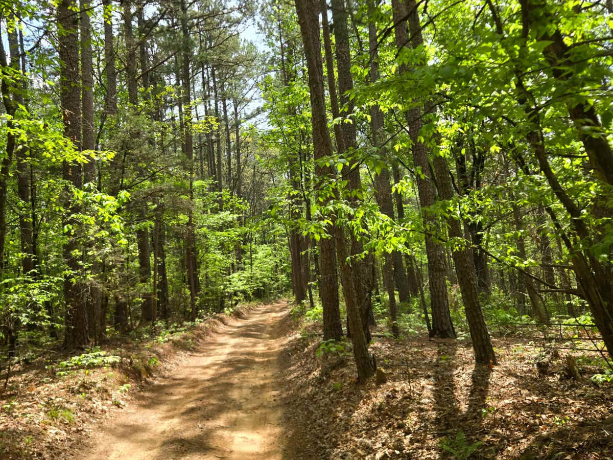 Fern Mountain photo 6