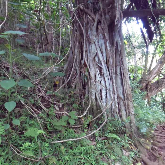Lots of neat trees. Near Makiki Valley Loop