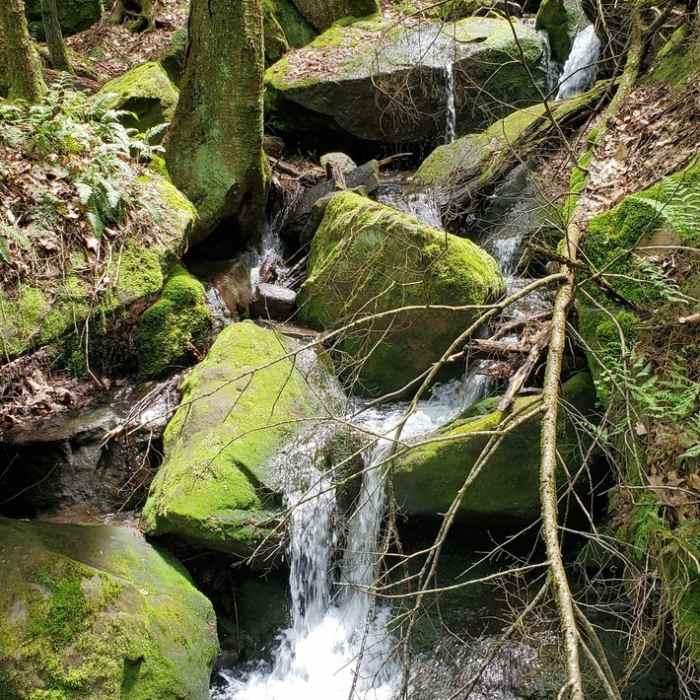 Tributary waterfalls Near Tanbark Trail: Allegheny River Out and Back