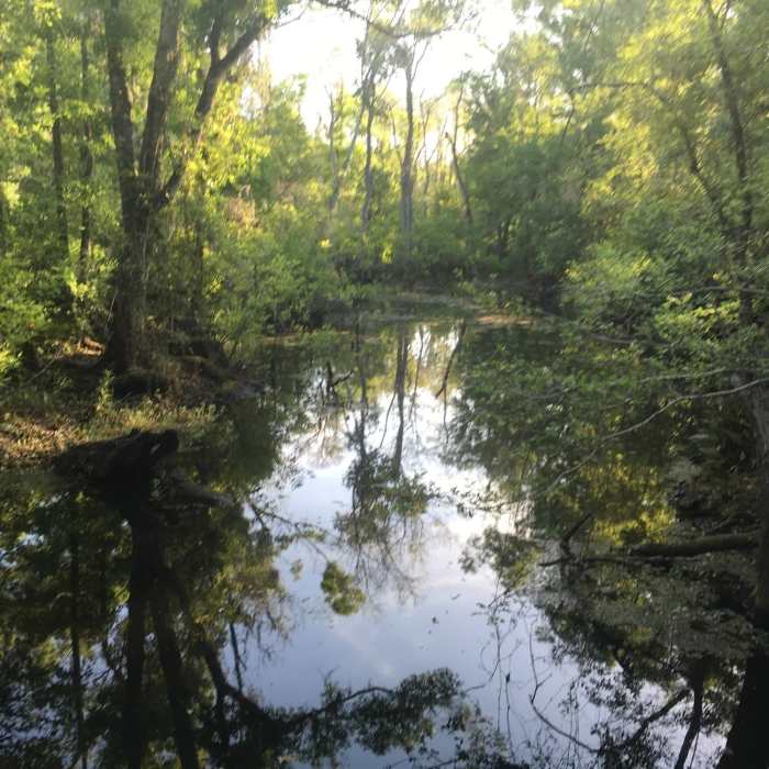Brooker Creek Near Full Preserve Loop