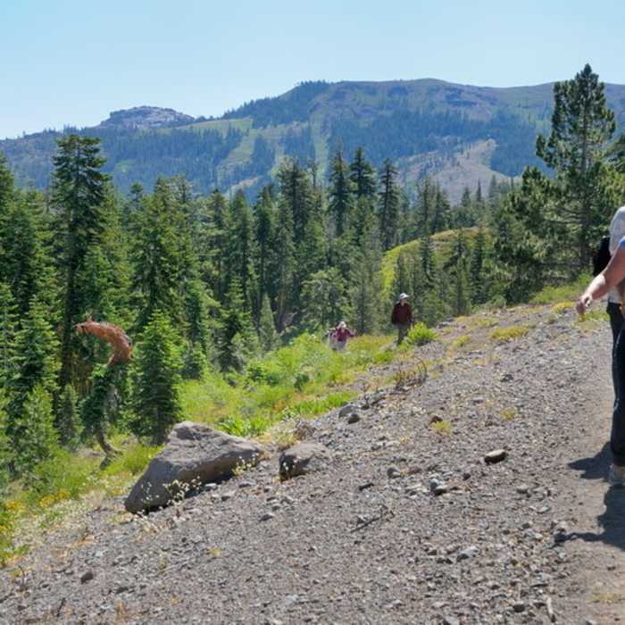 Near Forest Service Ridge Trail
