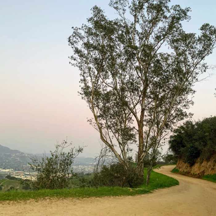 Near Griffith Park Skyline Loop